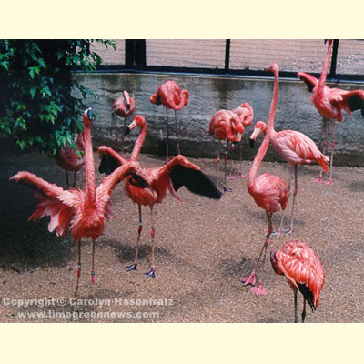 Flamingoes in Flight Cage